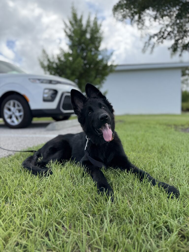 Dog training in Fort Myers, FL