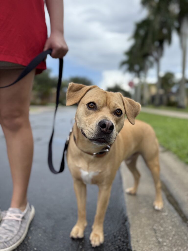 Dog training in Estero, FL