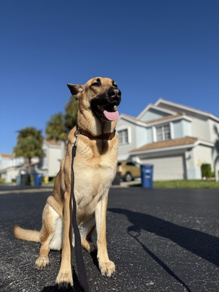 german shepherd getting dog training in Fort Myers, FL