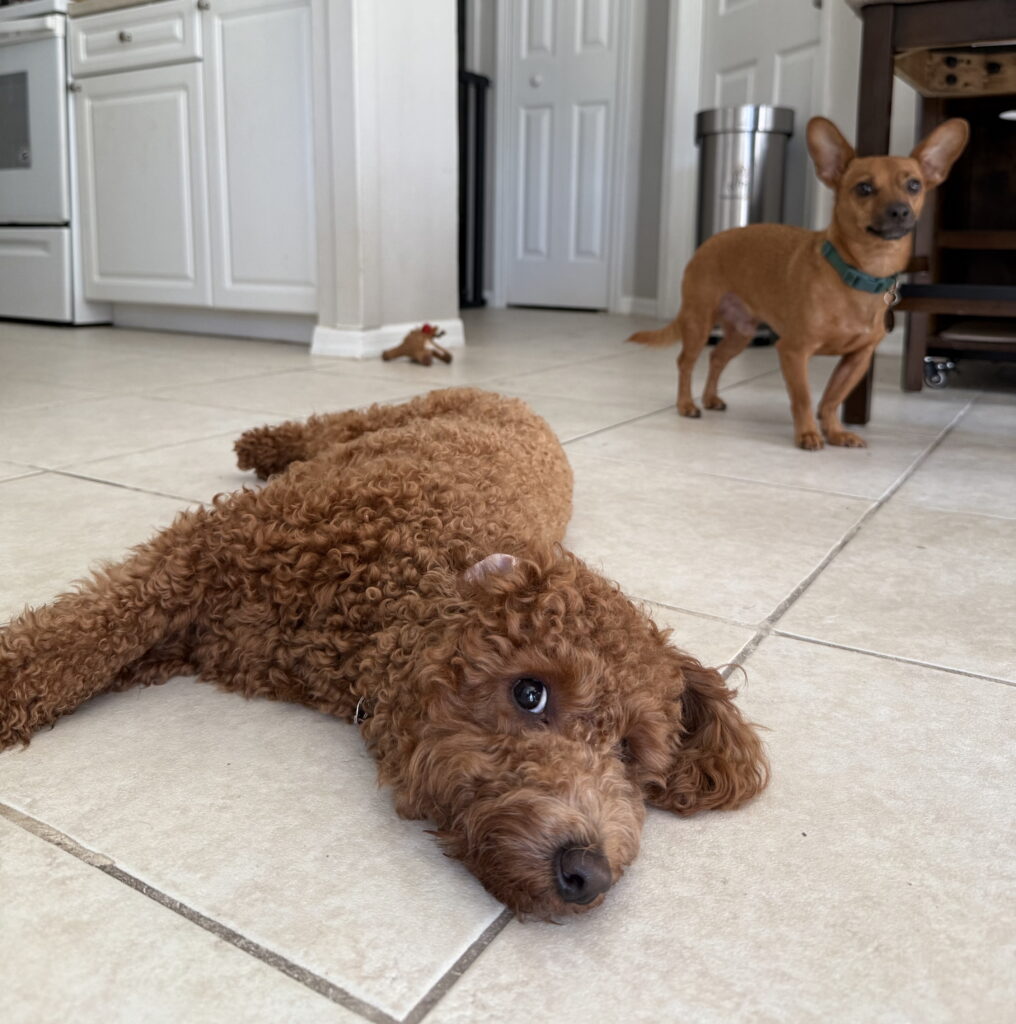 Dog training in San Carlos Park, FL