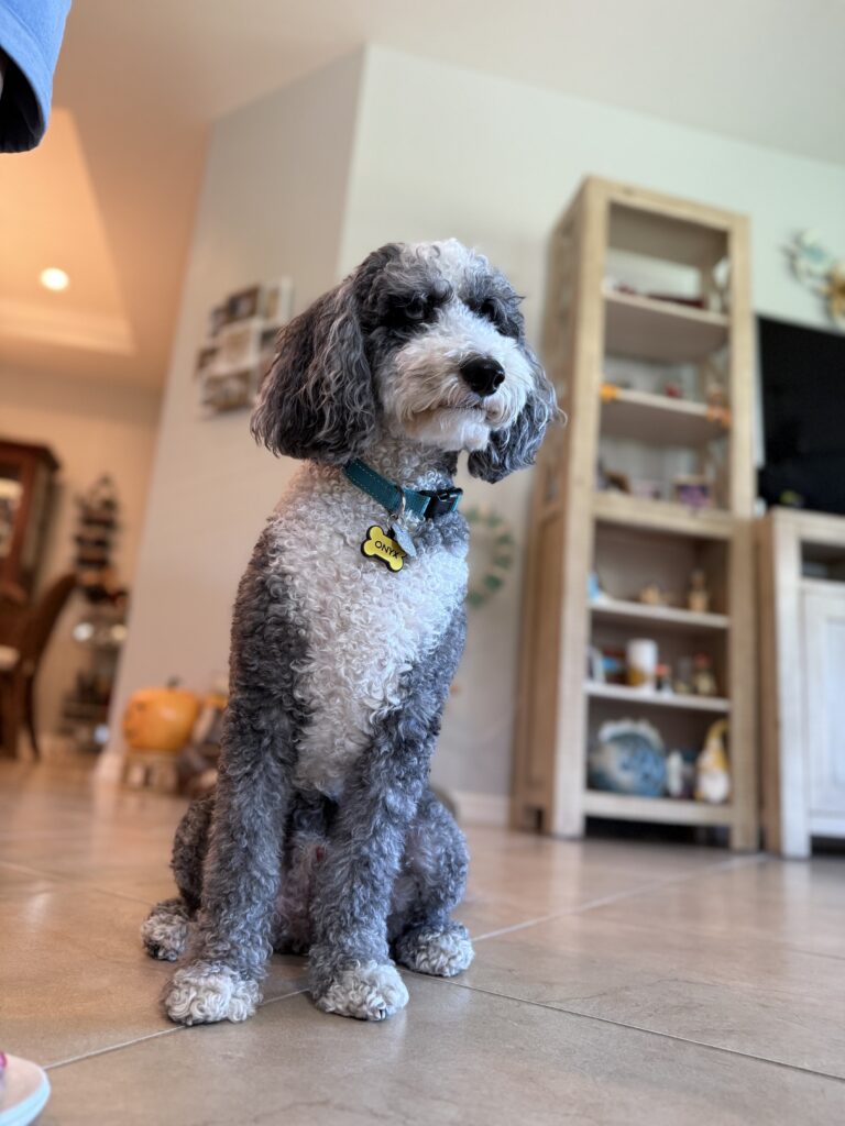 Groodle getting dog training in Fort Myers, FL