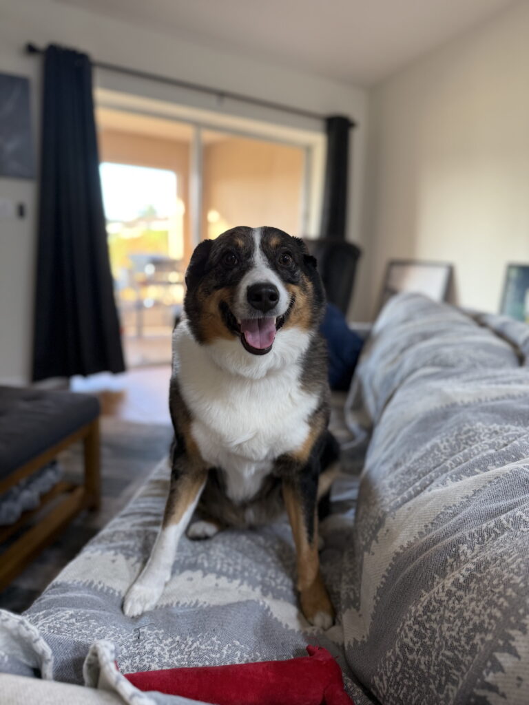 Dog training in Cape Coral, FL