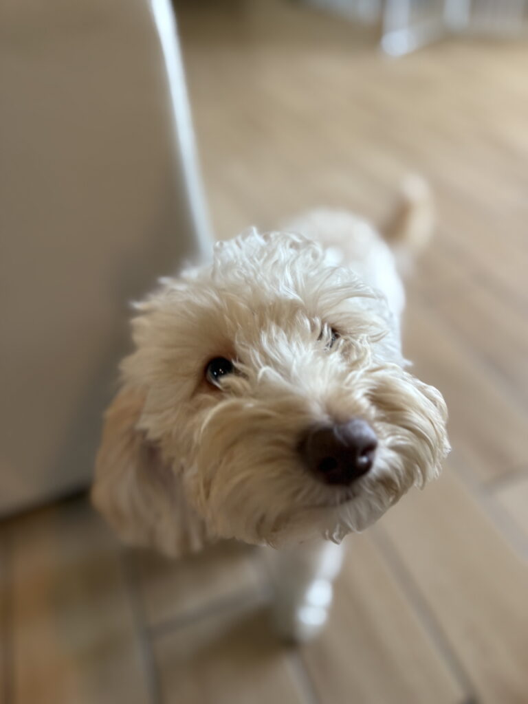 goldendoodle dog training in cape coral, fl