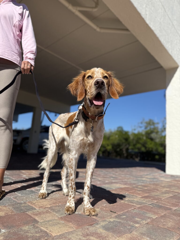 #dogtraining #dogtrainer #leashreactivity #englishsetter #bonitasprings