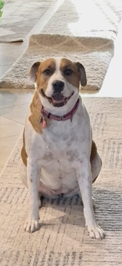 #dogtraining in #botanicalakes $gateway #fortmyers, FL