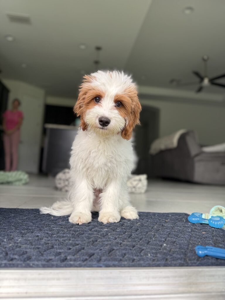 #dogtraining #cavapoo #fortmyers