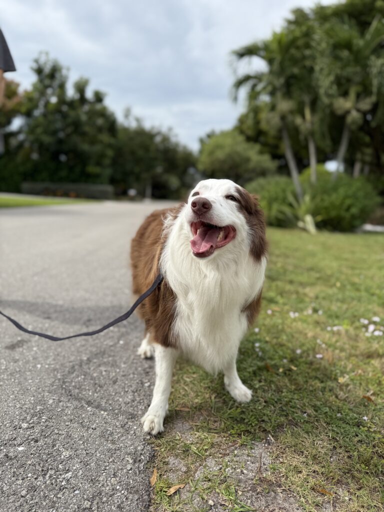 #dogtraining #dogtrainer #bordercollie #fortmyers