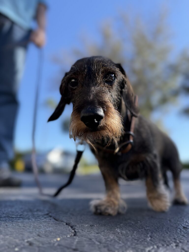 Dog training in Bonita Springs, FL leash reactivity.