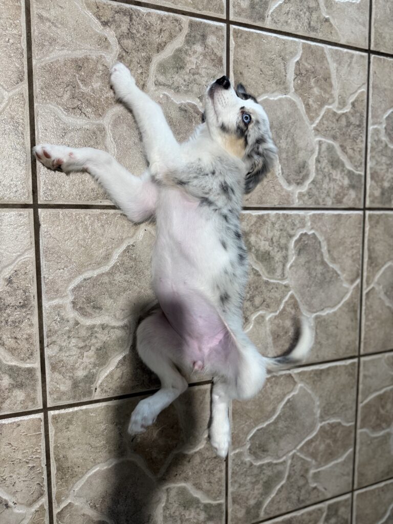 #dogtraining #northfortmyers #goldenaussie