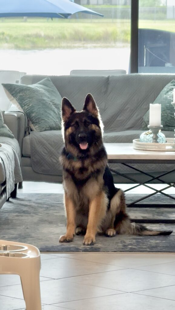 dog training a German Shepherd Dog in Fort Myers