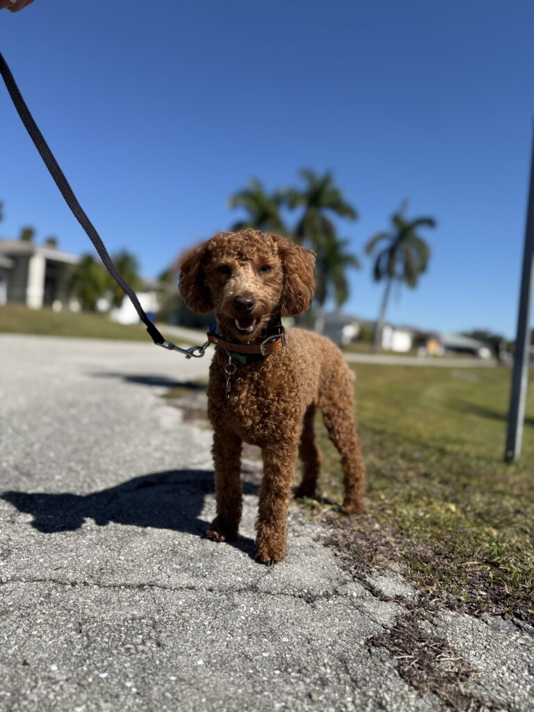 #dogtraining #dogtrainer #leashreactivity #groodle $minigoldendoodle #fortmyers