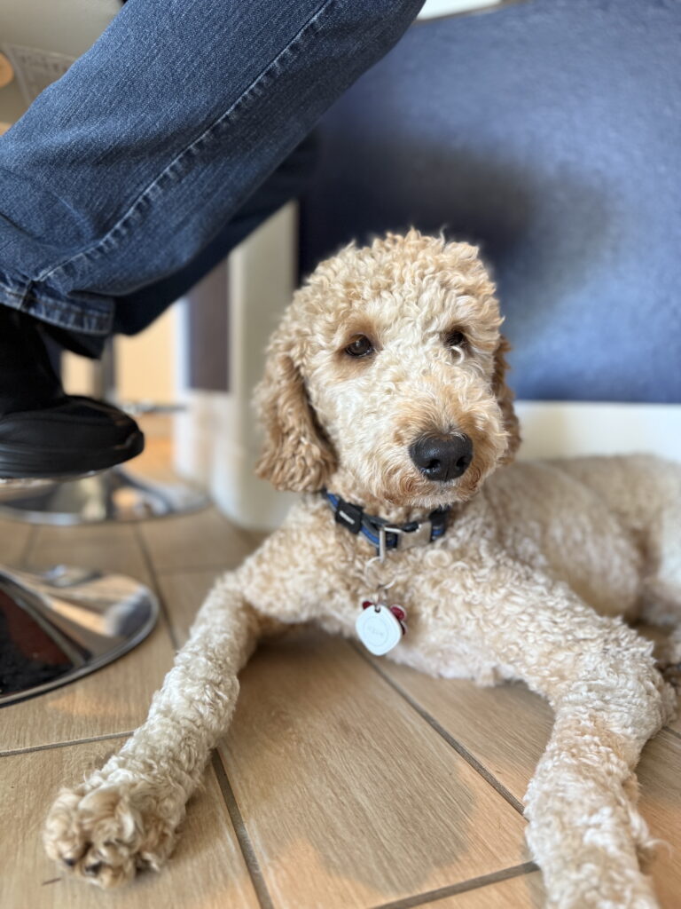 goldendoodle dog training in cape coral, fl