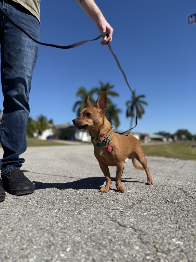 #dogtraining #dogtrainer #leashreactivity #chihuahua #fortmyers