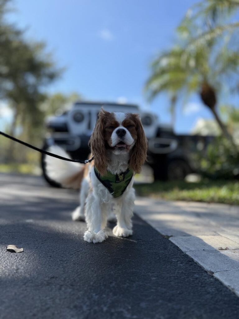 #dogtraining #leashtraining in #bonitasprings #cavalierkingcharles