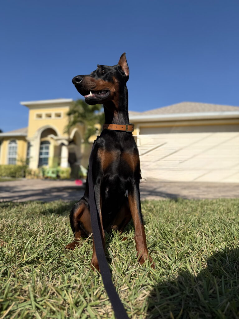 #Doberman #dogtraining in #capecoral