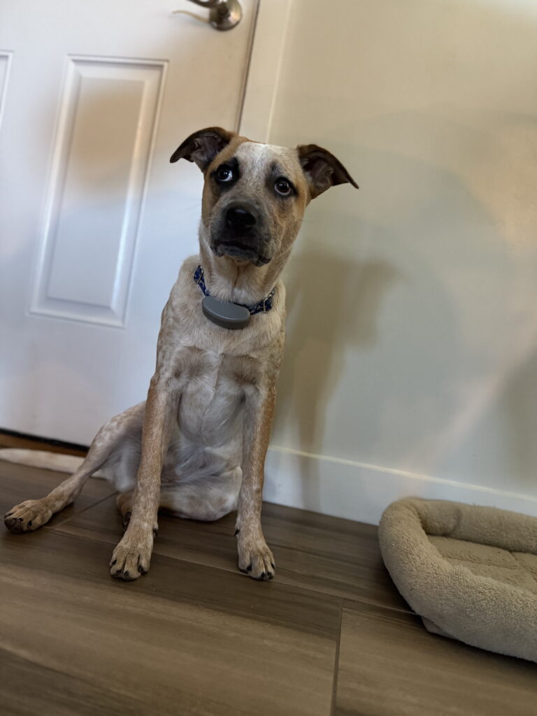 #dogtraining in #sancarlos #sancarlospark #fortmyers #redheeler