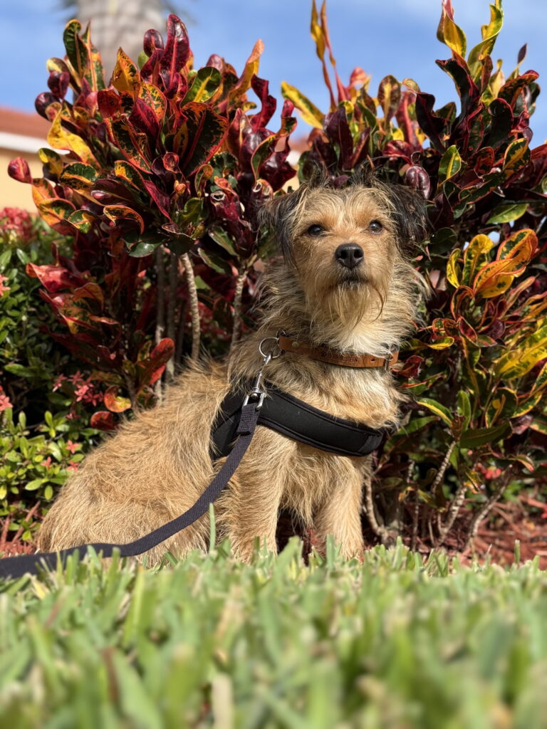 Terrier mix dog training and leash traiing in Fort Myers