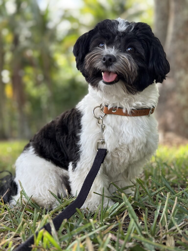 #barking #dogtraining in #lexingtoncountryclub #fortmyers