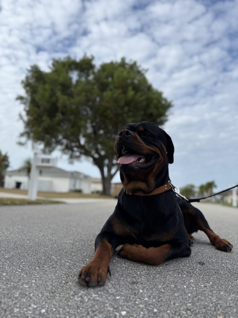 Rottweiler dog training in Cape Coral, FL