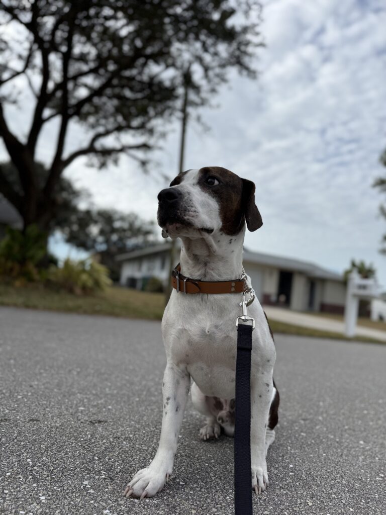 Hound mix dog training in Cape Coral, FL