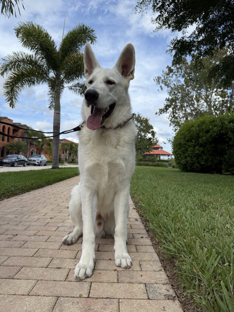 German Shepherd Dog dog training in Fort Myers, FL