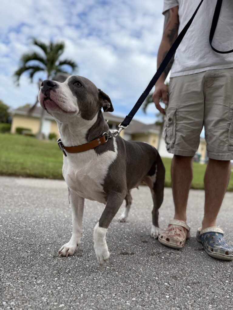 Pit Bull dog training in Cape Coial, FL